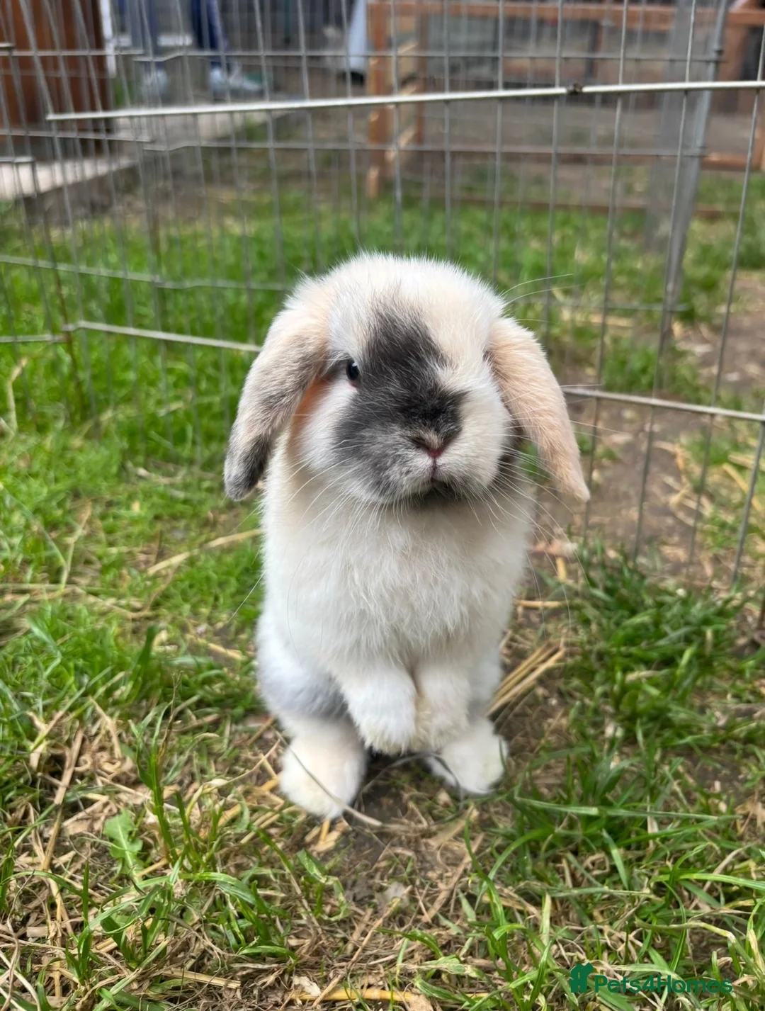 Mini Lop rabbits for sale: Harli mini lop male - Advert 1