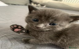 Domestic Shorthair cats for sale: 5 gorgeous kittens 🐈‍⬛  - Advert 5