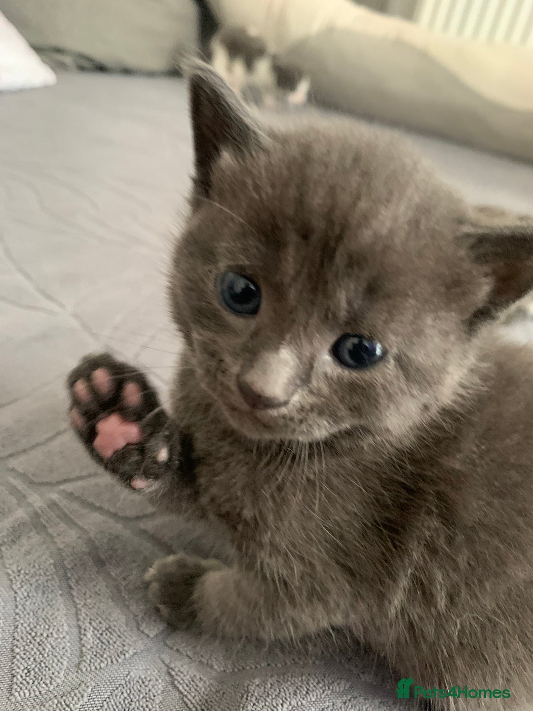 Domestic Shorthair cats for sale: 5 gorgeous kittens 🐈‍⬛  - Advert 5