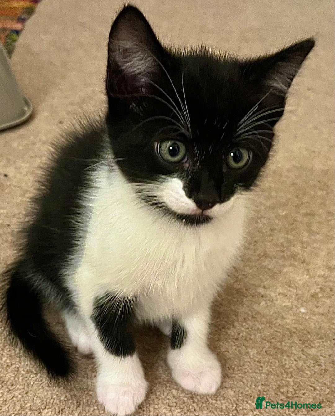 Mixed Breed cats for sale: 5 Gorgeous Happy Babies (Ready to Go) - Image 7