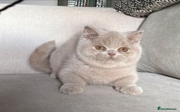 British Shorthair cats for sale: Lovely BSH  - Image 5