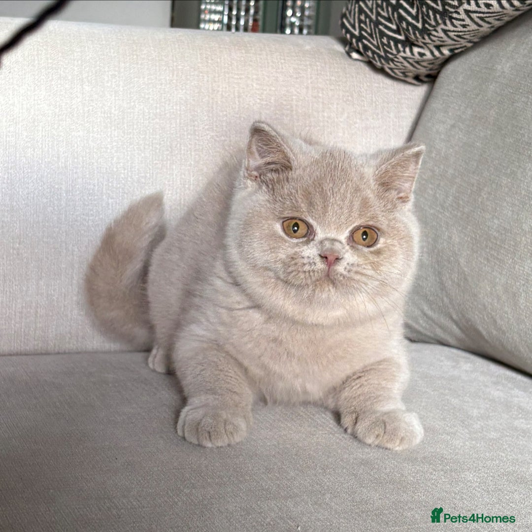 British Shorthair cats for sale: Lovely BSH  - Image 5