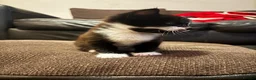 British Shorthair cats for sale: Beautiful British Shorthair Kittens in Westcliff-on-Sea - Advert 6