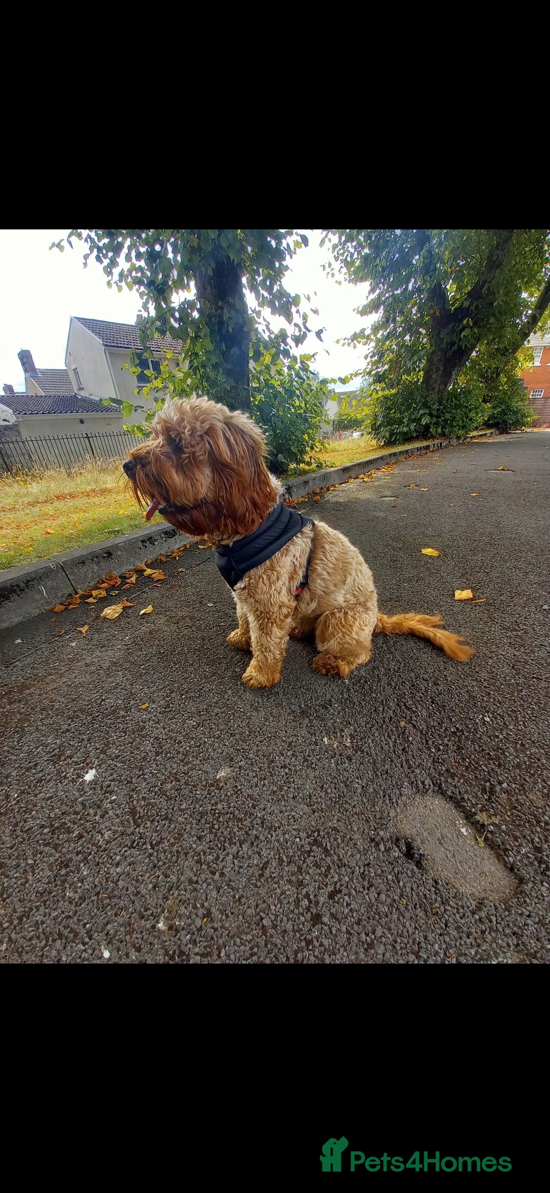 Cockapoo dogs for sale: F2 Cockapoo - Advert 12