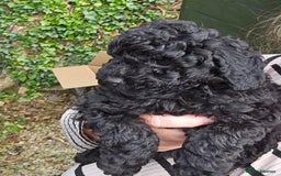 Toy Poodle dogs for sale: Beautiful Toy Poodle pups - Image 3