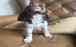 Sprocker dogs for sale: 3 beautiful sprocker pups left - Image 10