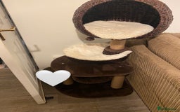 Mixed Breed cats for sale: Female Cat with everything she needs 🤍 - Advert 5