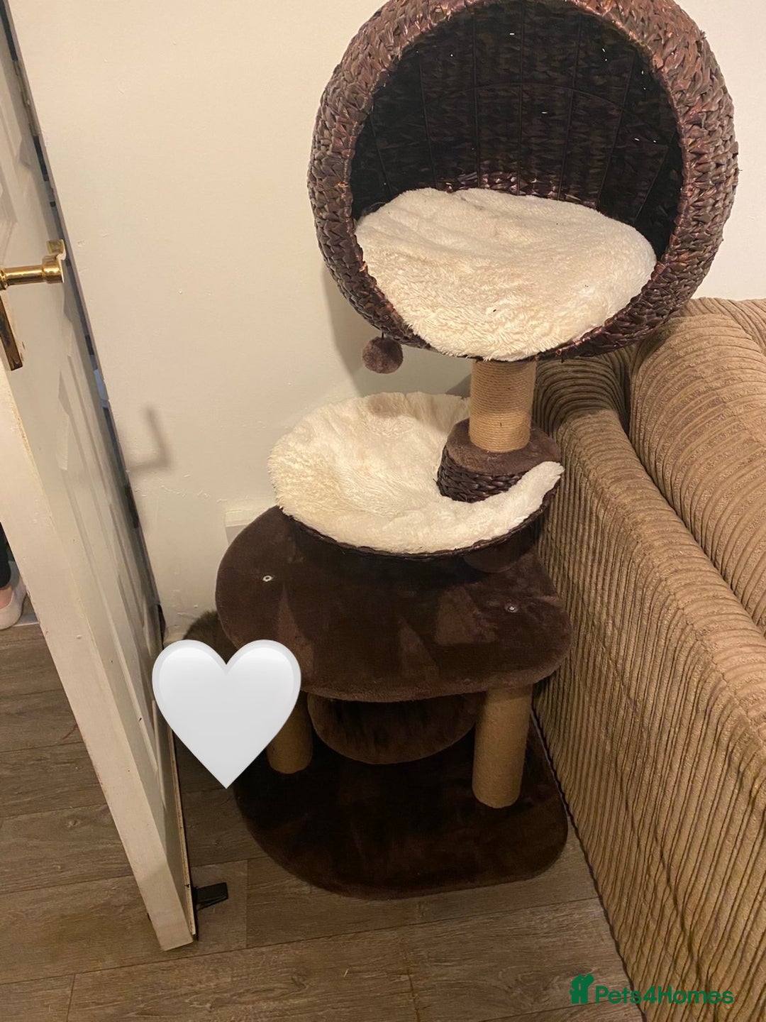 Mixed Breed cats for sale: Female Cat with everything she needs 🤍 - Advert 5