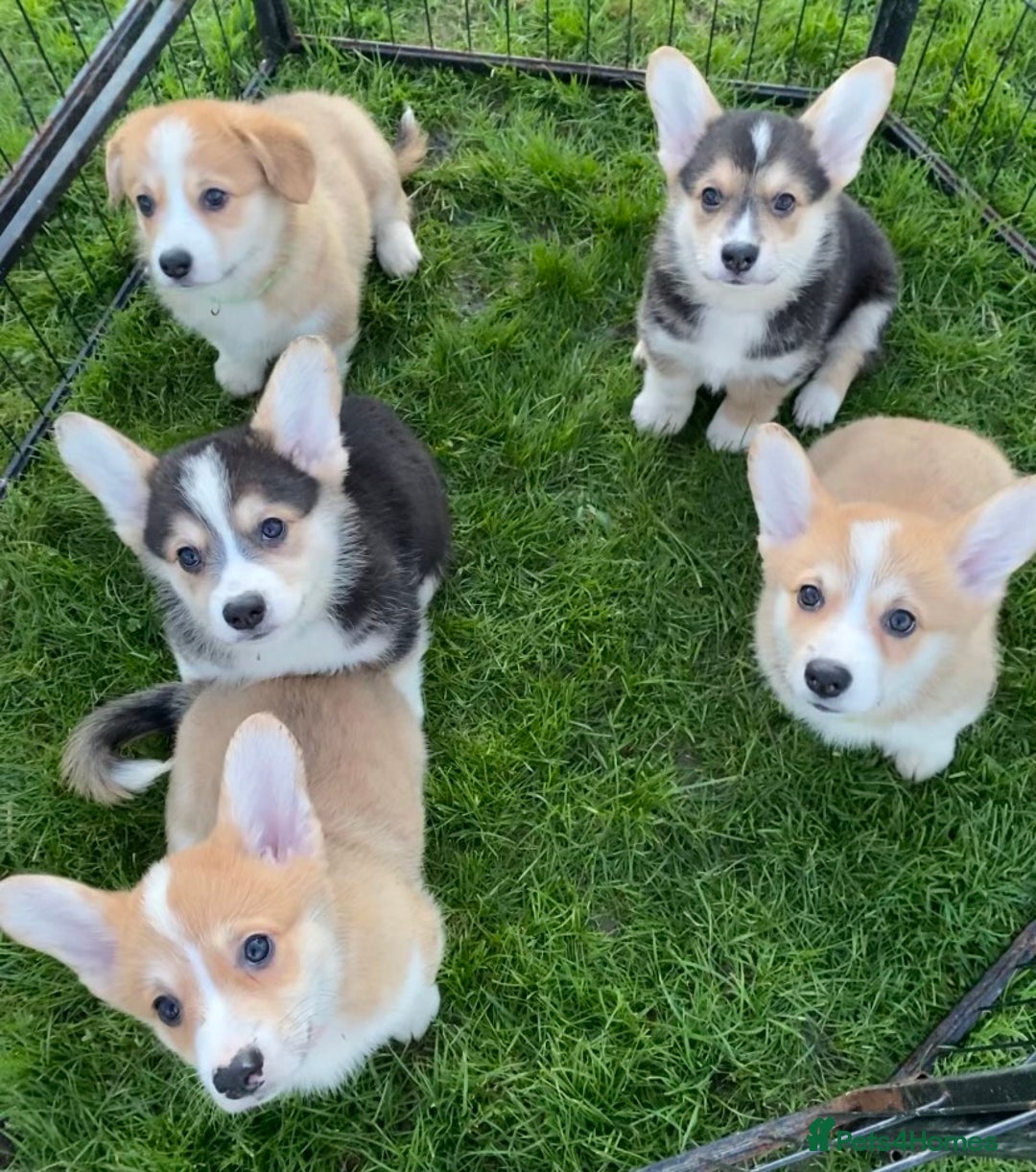 Welsh Corgi Pembroke dogs for sale: 5 KC Reg champ bloodlines & health tested parents - Advert 1