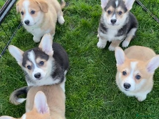 Welsh Corgi Pembroke dogs 5 KC Reg champ bloodlines & health tested parents - Advert 1