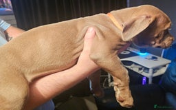 Mastiff dogs for sale: Mastiff Hybrids  - Image 20