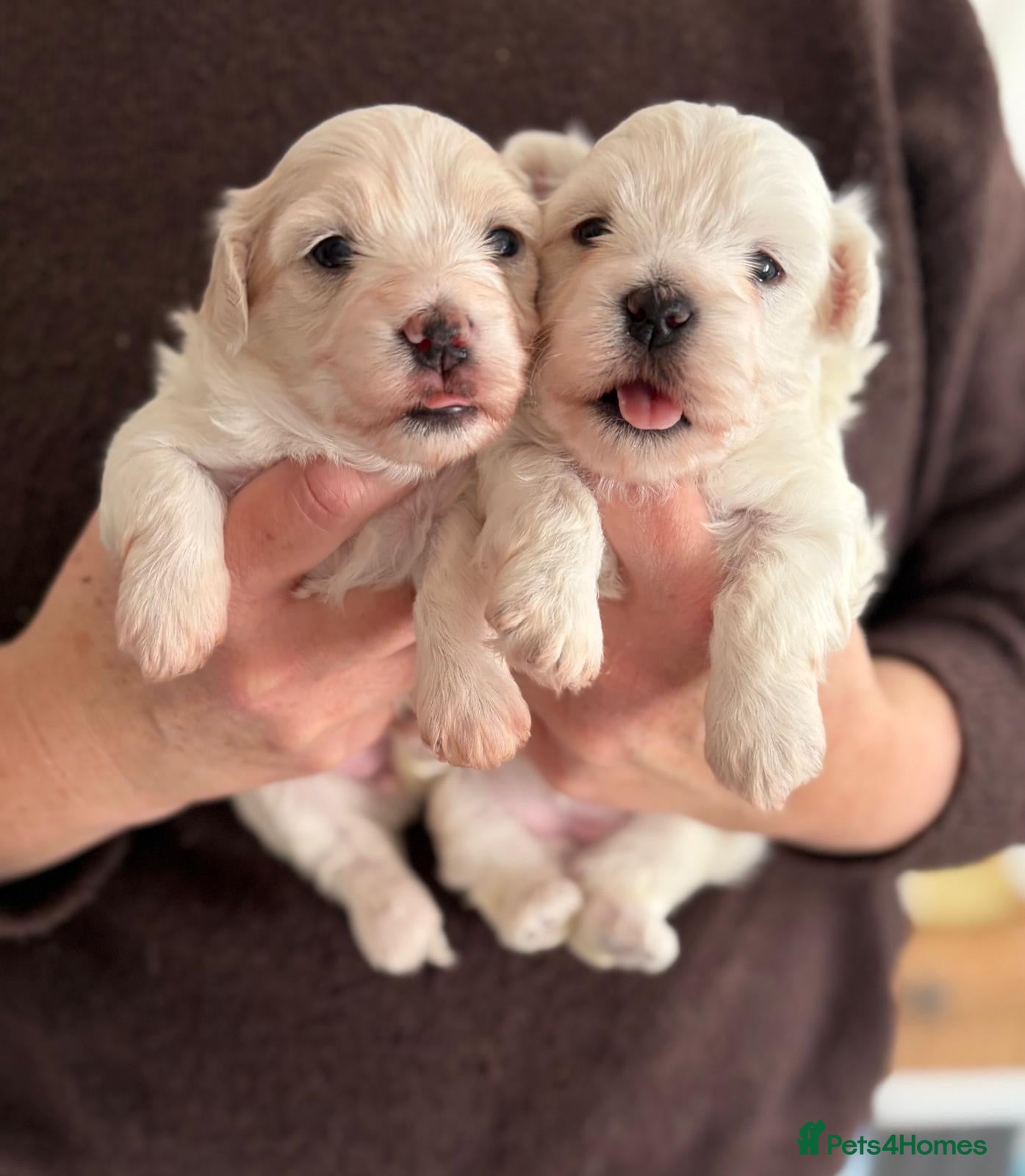 Coton De Tulear dogs Pure Coton de Tulear puppies  - Advert 6