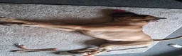 Mixed Breed dogs for sale: Cane corsa cross in Bradford - Advert 2