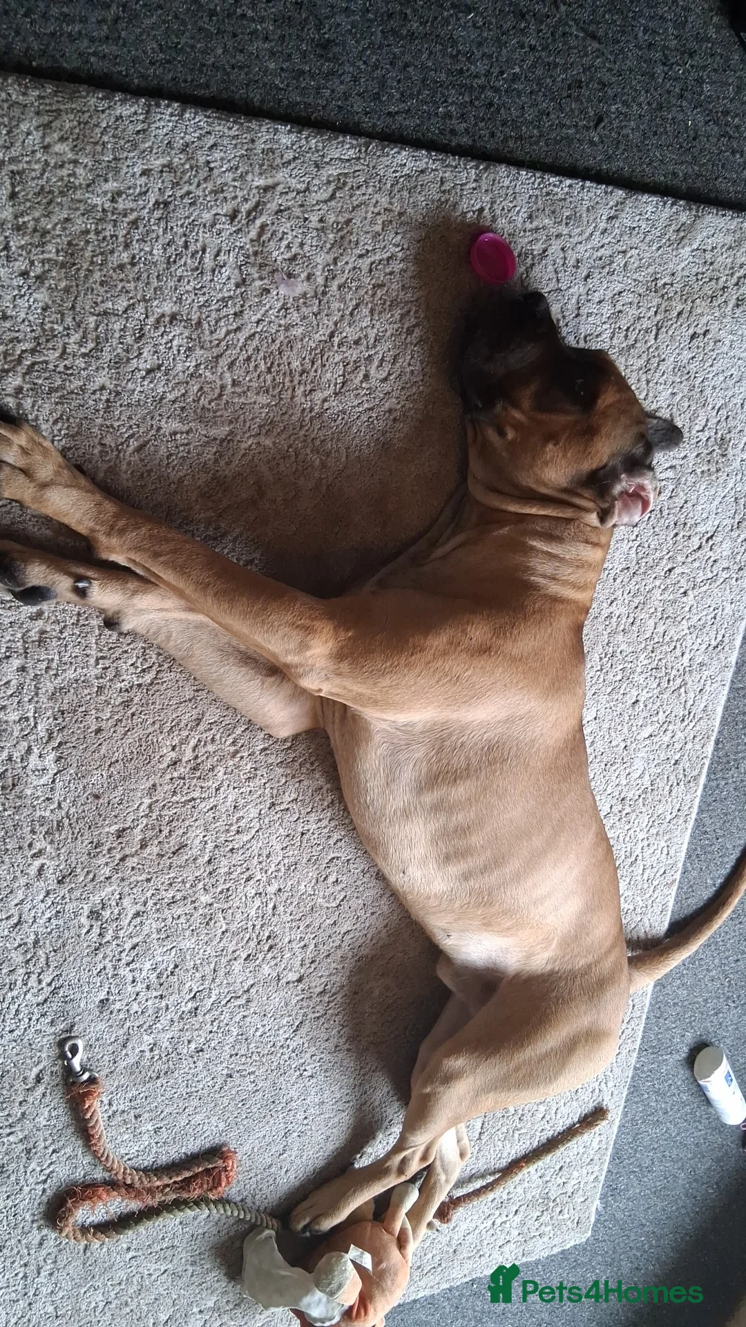 Mixed Breed dogs for sale: Cane corsa cross in Bradford - Advert 2