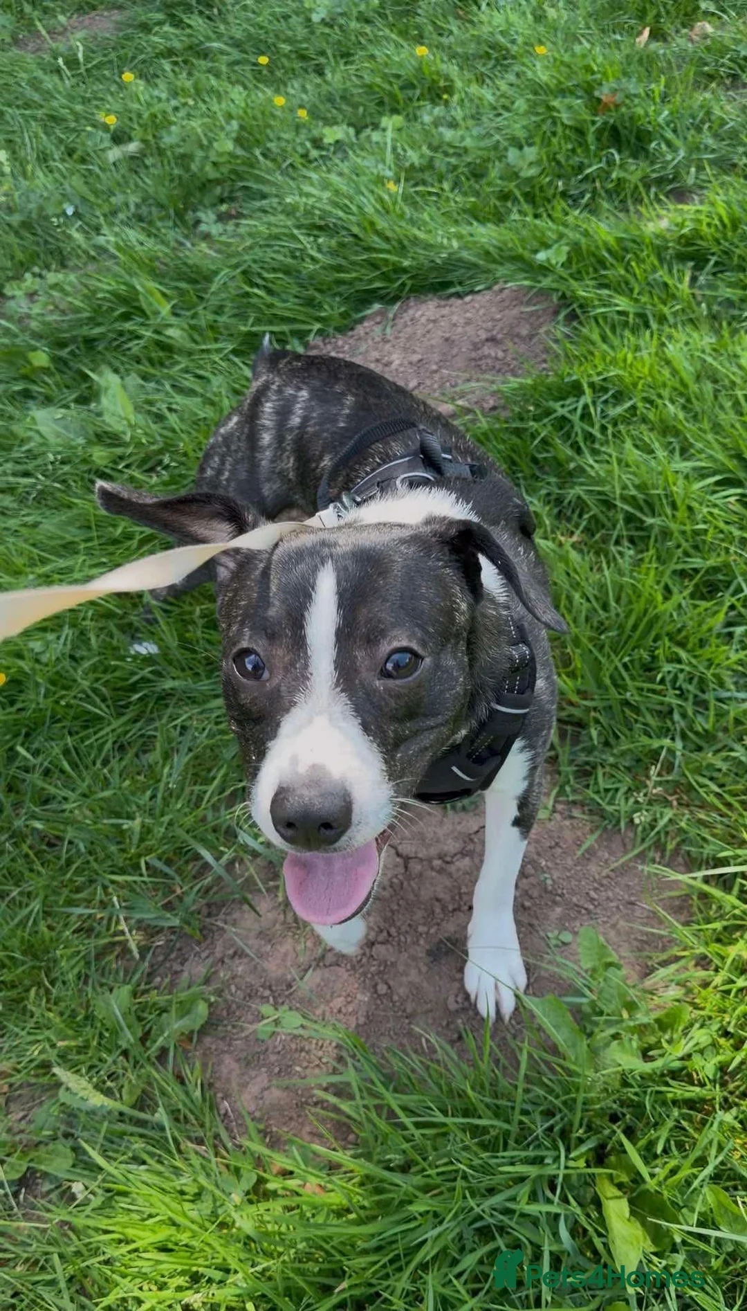 Mixed Breed dogs for sale: Chaos  in Flint - Advert 1