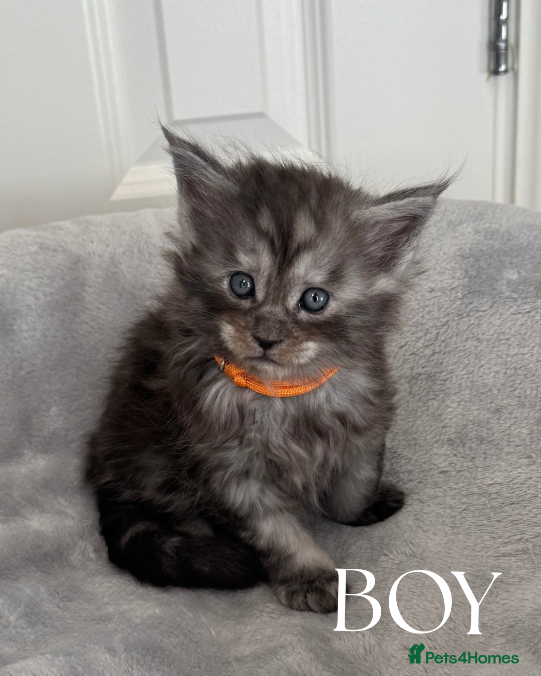 Maine Coon cats for sale: Champion blood line mainecoon kittens  - Advert 6