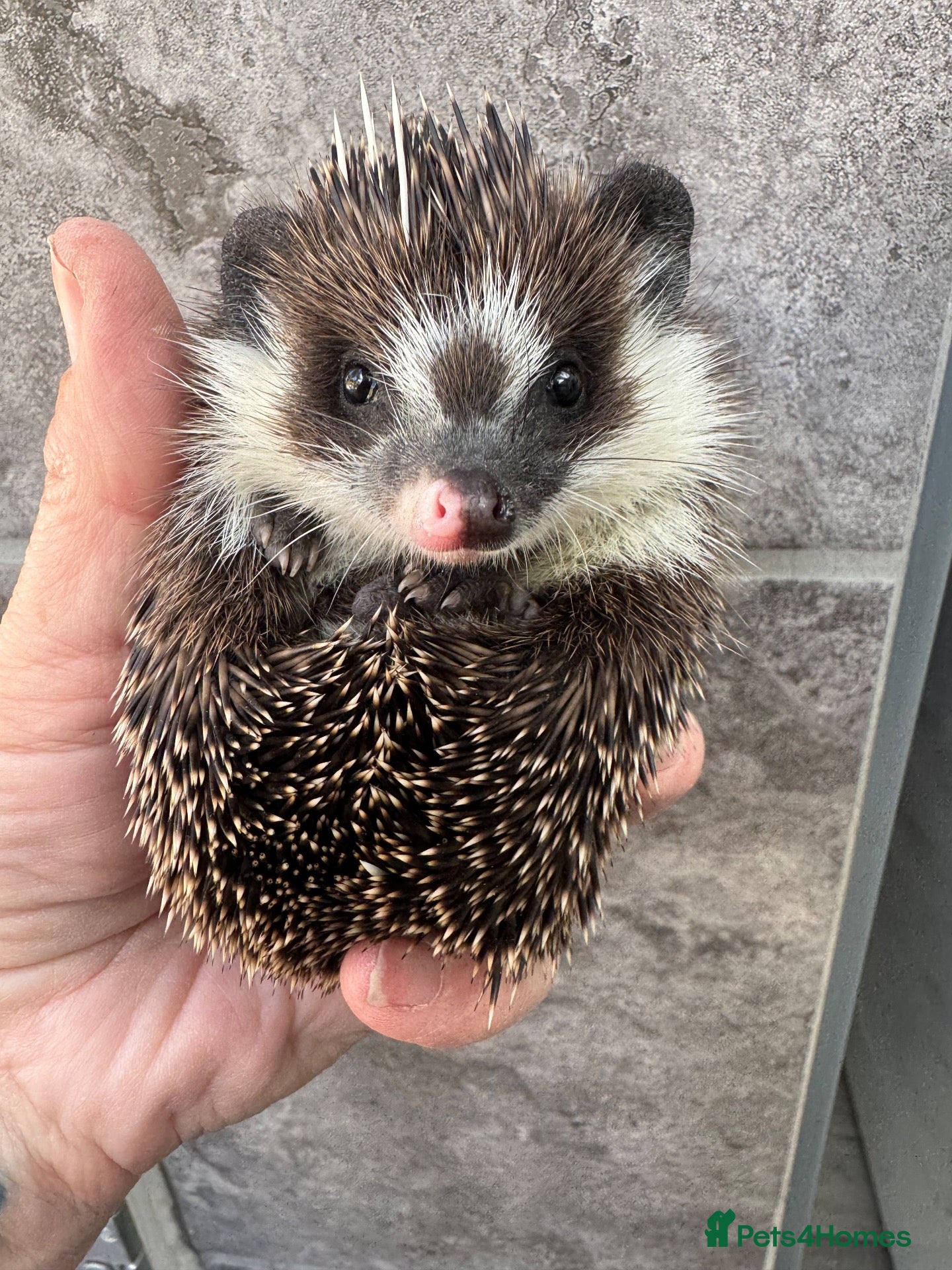 Pygmy Hedgehog rodents Baby hoglets ready now! Very friendly  - Advert 2