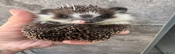 Pygmy Hedgehog rodents for sale: Baby hoglets ready now! Very friendly  - Advert 2