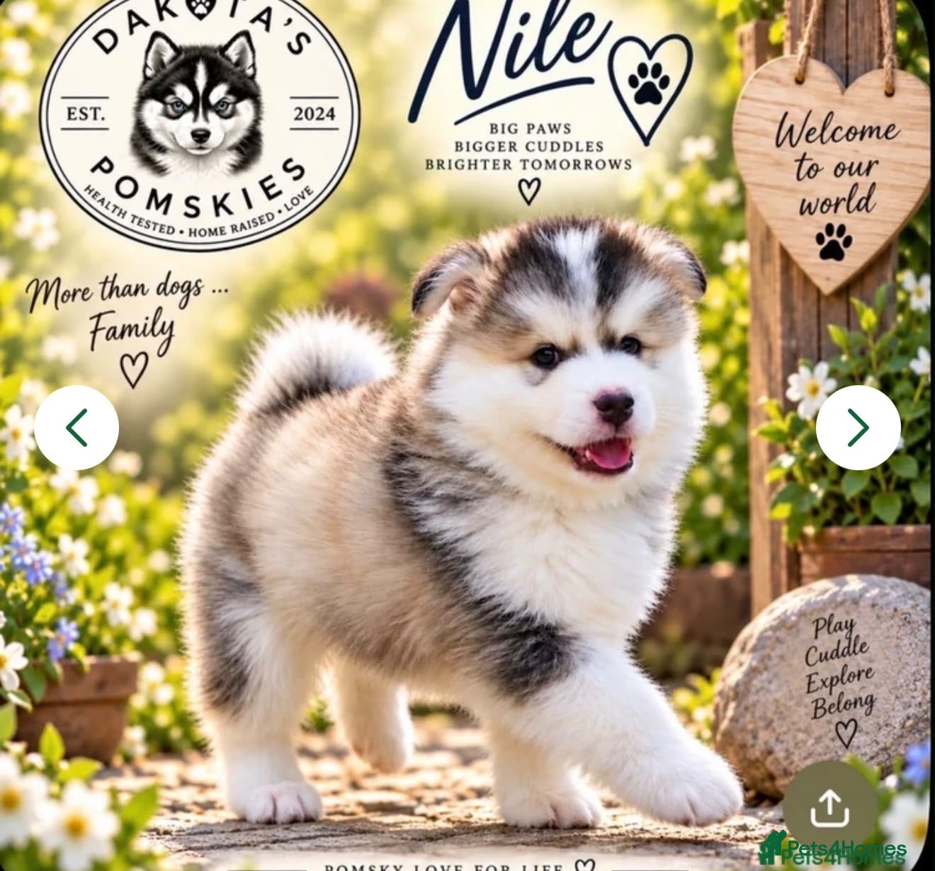 Pomsky dogs Stunning F3 Pomsky Puppies - Advert 2