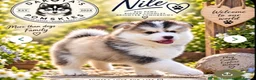 Pomsky dogs for sale: Stunning F3 Pomsky Puppies - Advert 8