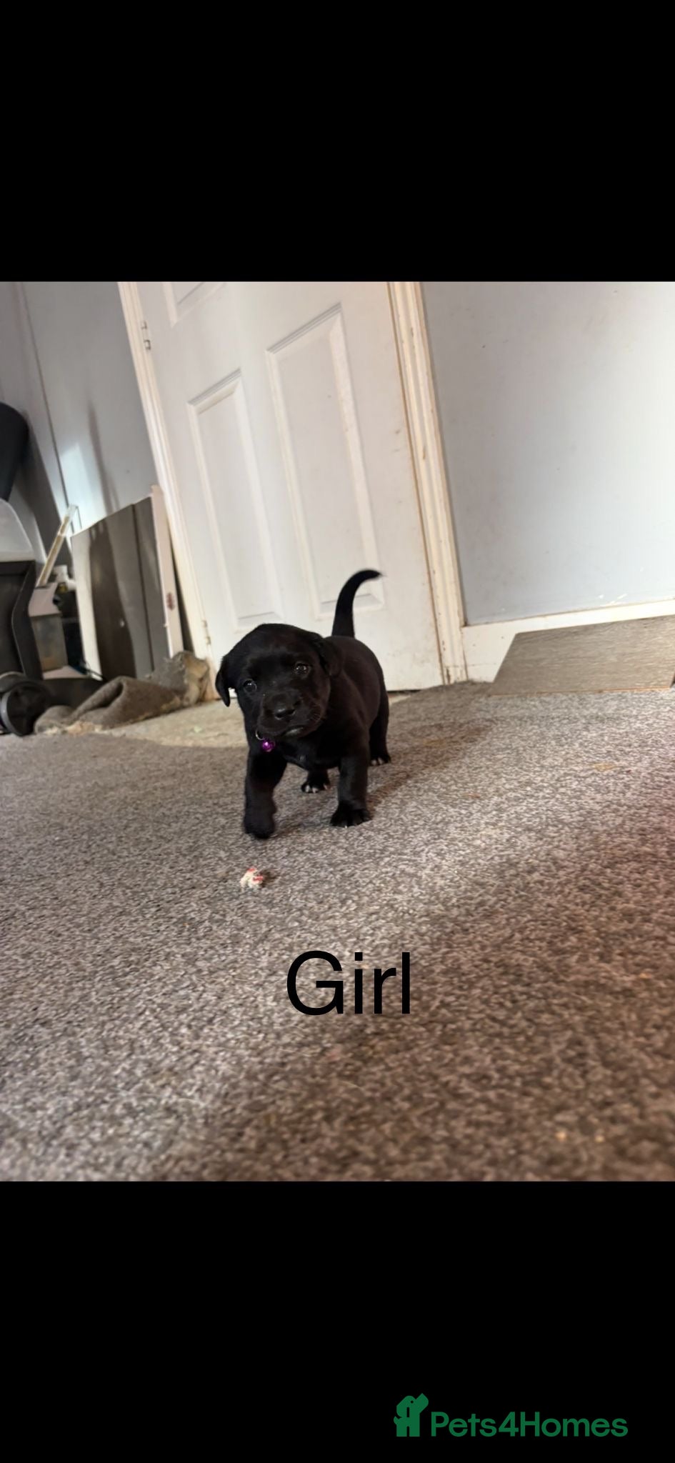 Mixed Breed dogs Beautiful Staffadors 4 weeks old  - Advert 6