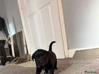 Mixed Breed dogs Beautiful Staffadors 4 weeks old - Advert 6