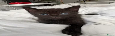 Maine Coon 1