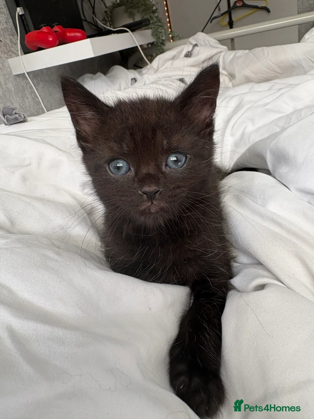 Maine Coon cats for sale: 🐱 MAINE COON KITTENS — 3 GIRLS & 1 BOY 🐱 in Leicester - Advert 5