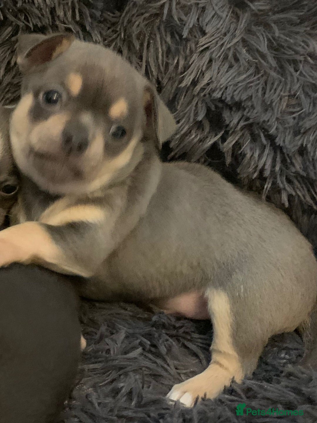 Chihuahua dogs for sale: Beautiful black & blue tri chihuahua puppies  - Advert 6