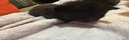 Mixed Breed cats for sale: 1 black and 1 tabby girl kittens  in March - Advert 10