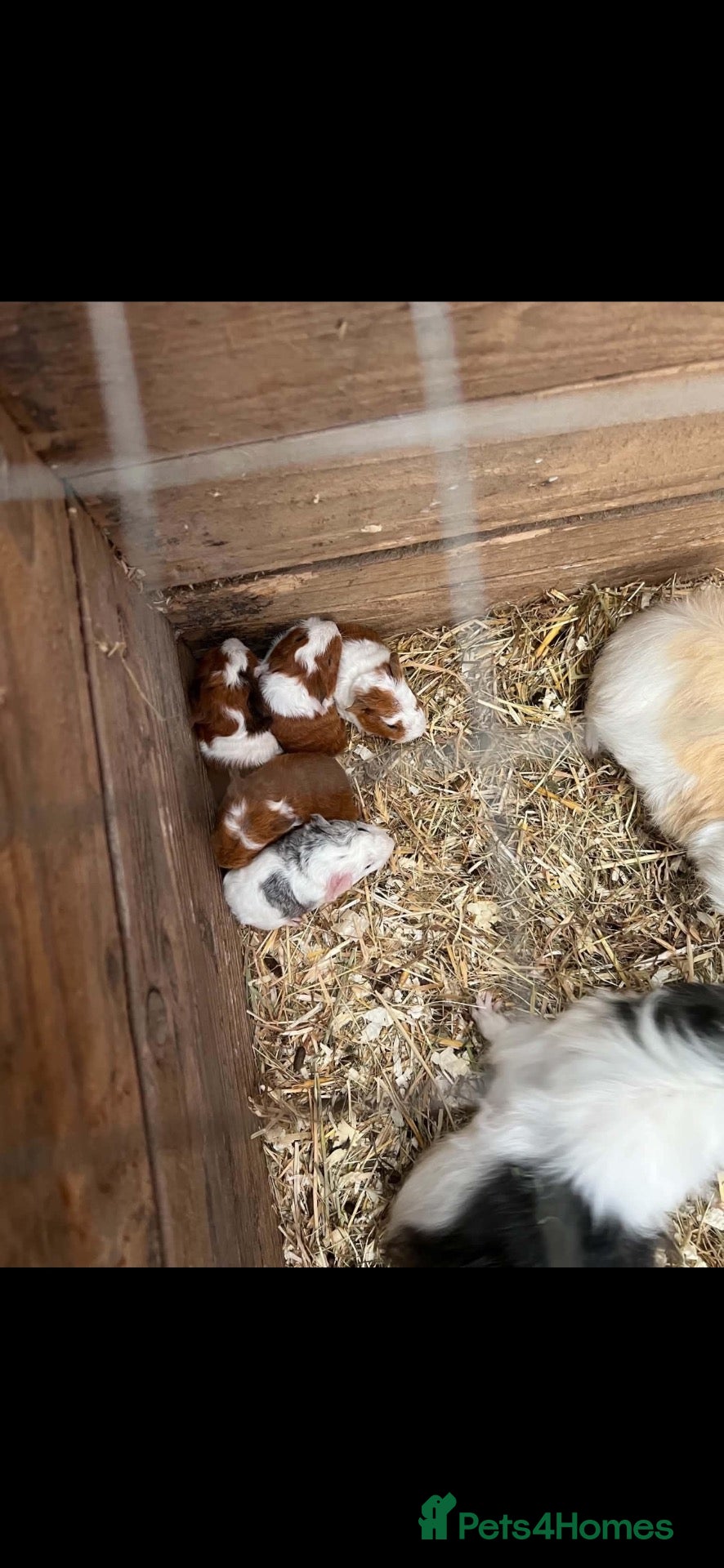 Guinea Pig rodents Guinea pigs  - Advert 1