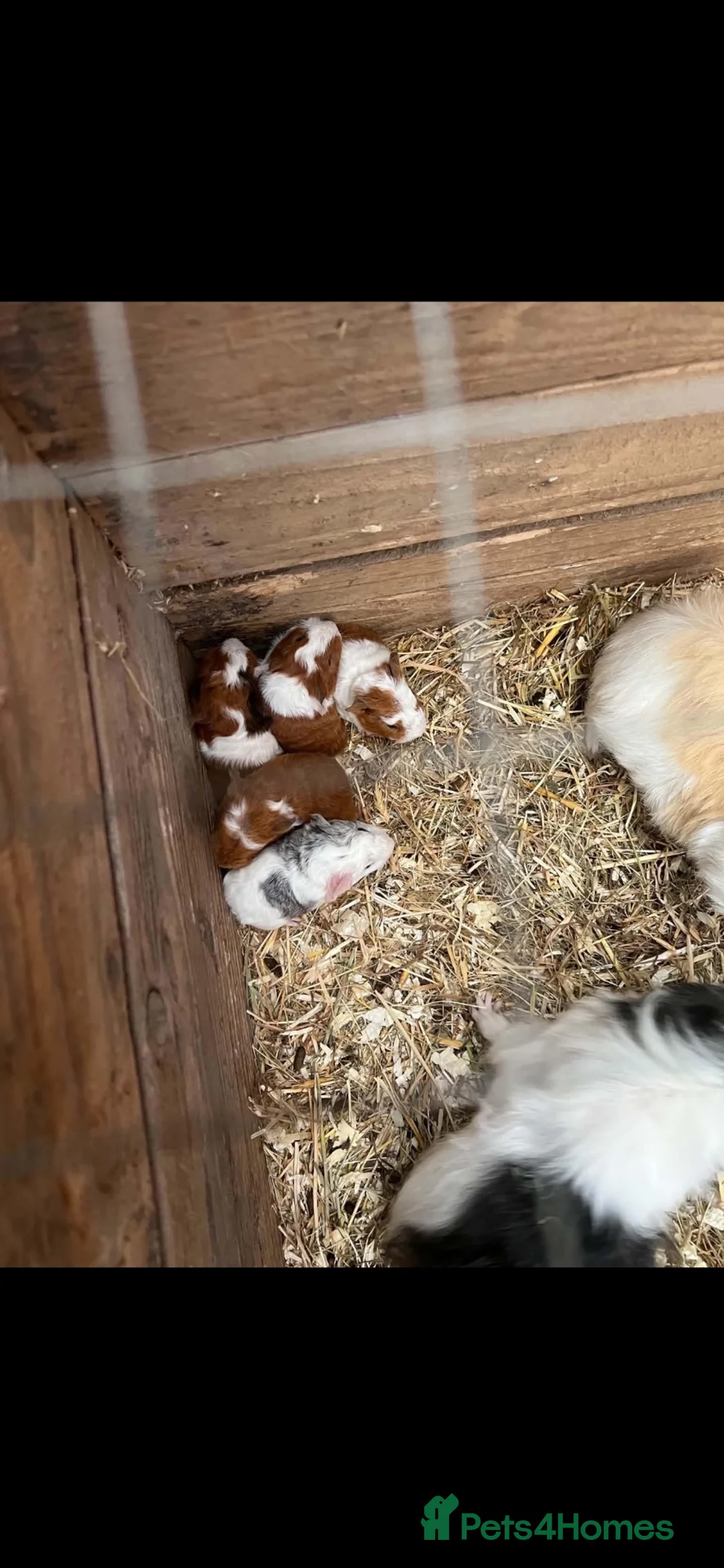 Guinea Pig rodents for sale: Guinea pigs  in Ebbw Vale - Advert 1