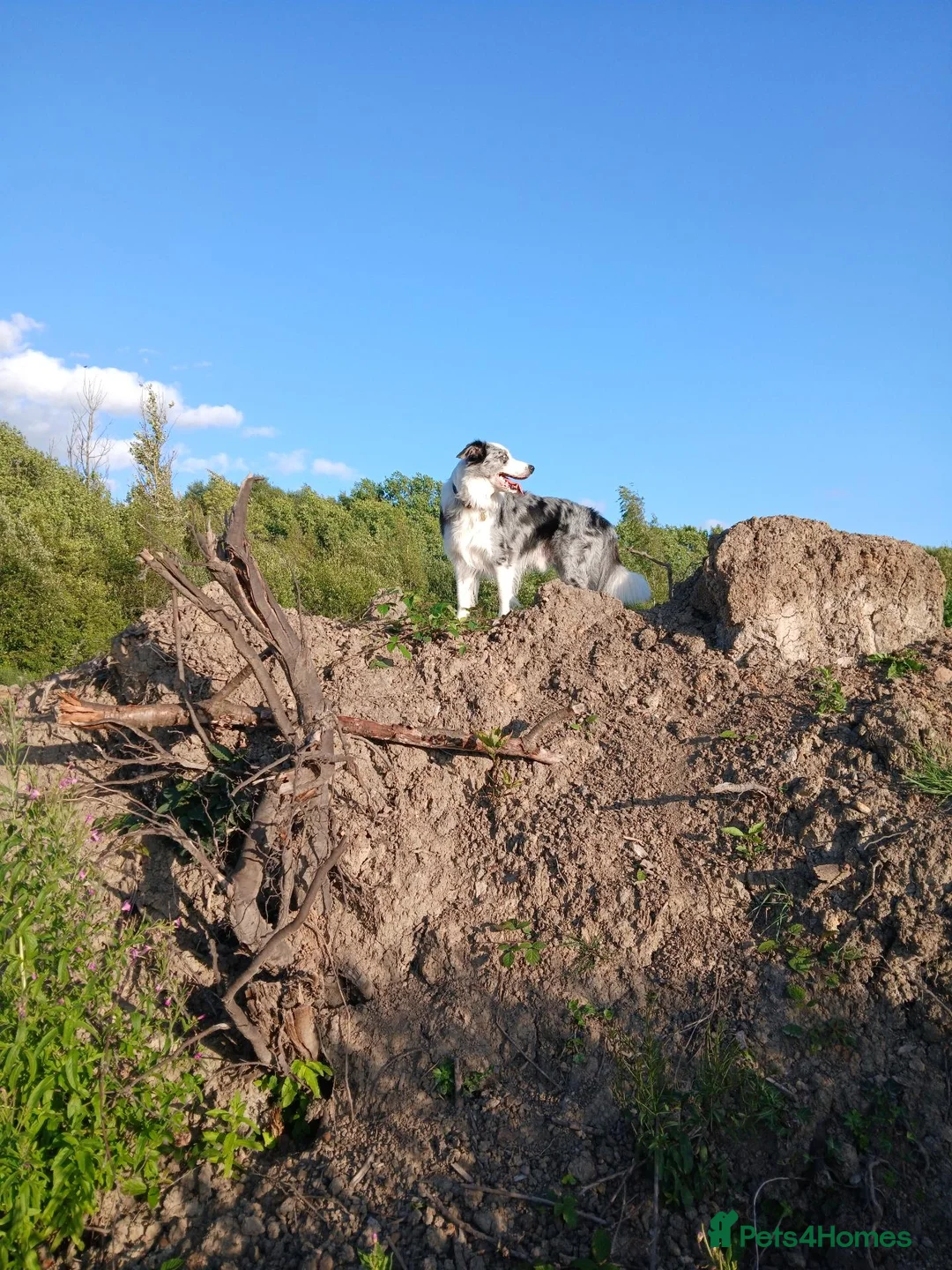 Border Collie dogs for stud: Stunning Blue Merle Border Collie for Stud - Advert 20