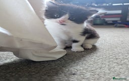 Mixed Breed cats for sale: Beautiful boy kittens - Image 9