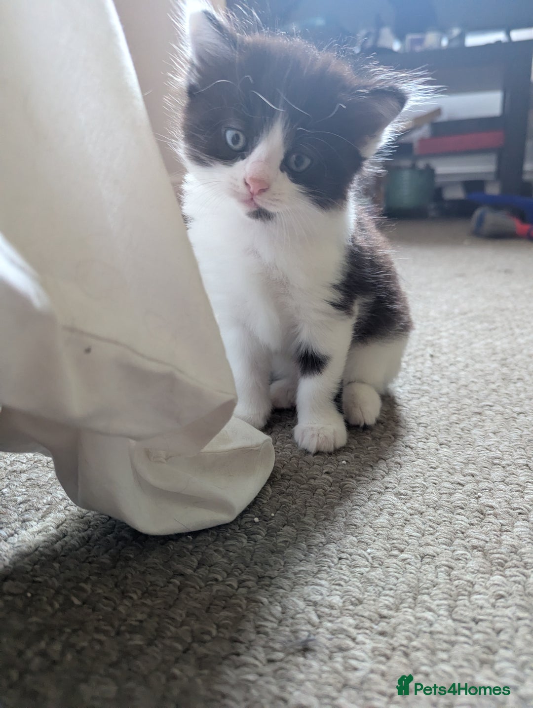 Mixed Breed cats for sale: Beautiful boy kittens - Image 9