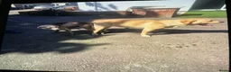 Labrador Retriever dogs for sale: Kc reg puppies  - Advert 2