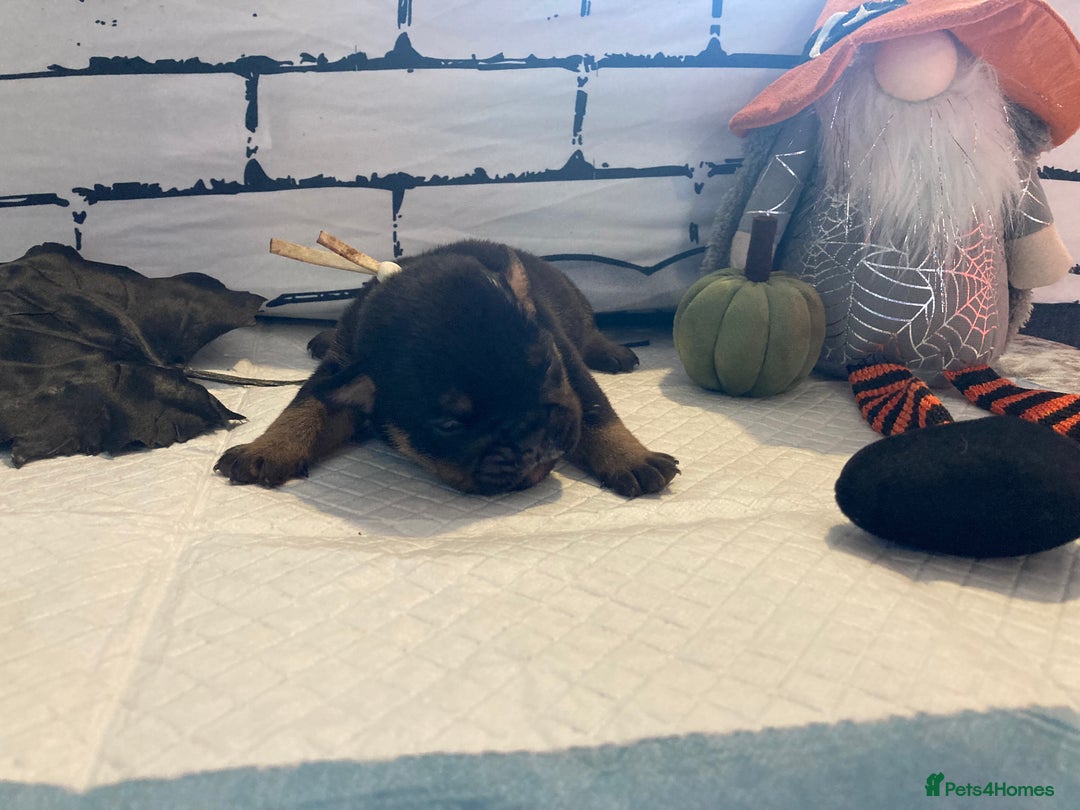 English Bulldog dogs for sale: Litter of 8  - Image 34