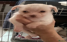 Chihuahua dogs for sale: Chihuahua babies ready now - Image 20