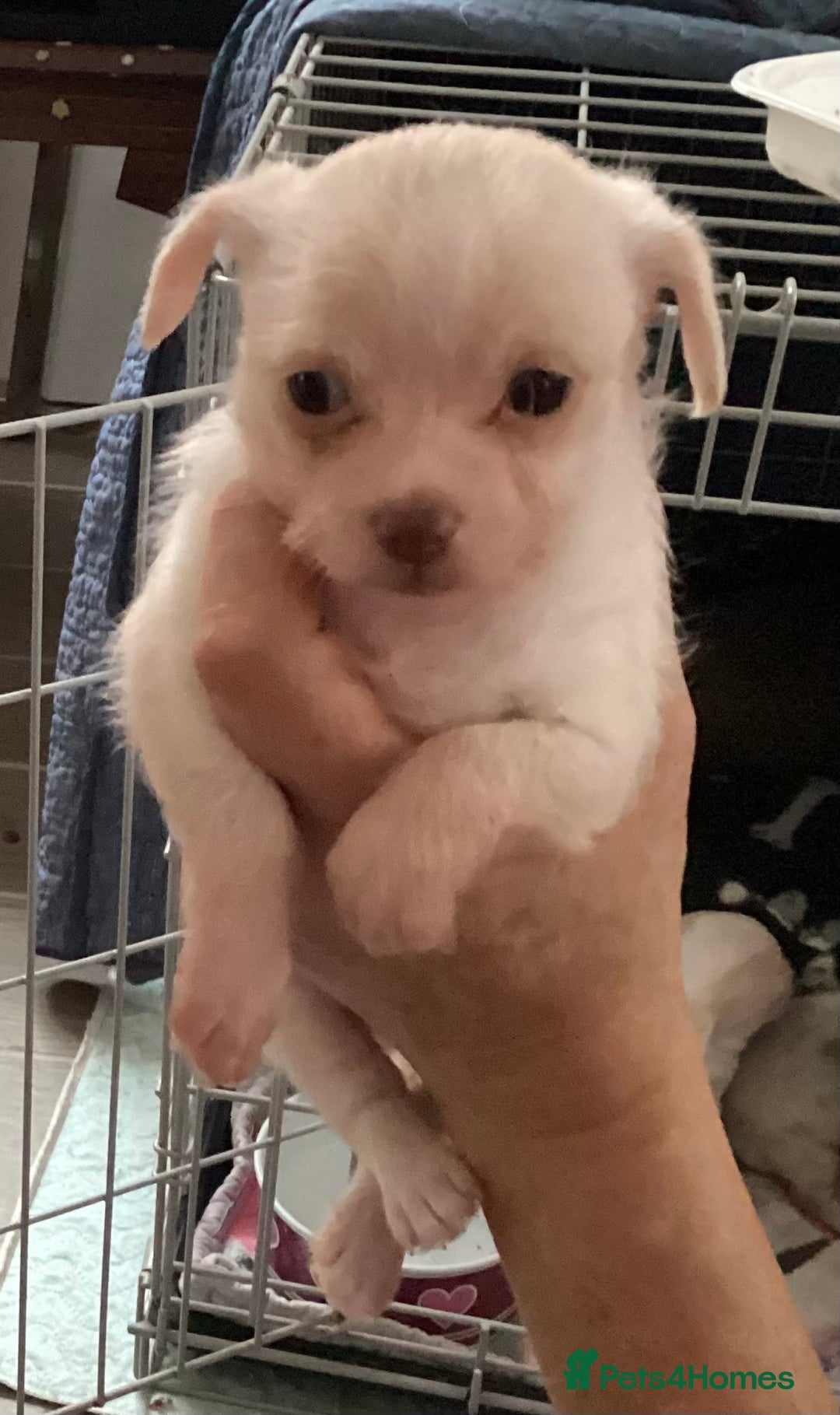 Chihuahua dogs for sale: Chihuahua babies ready now - Image 20