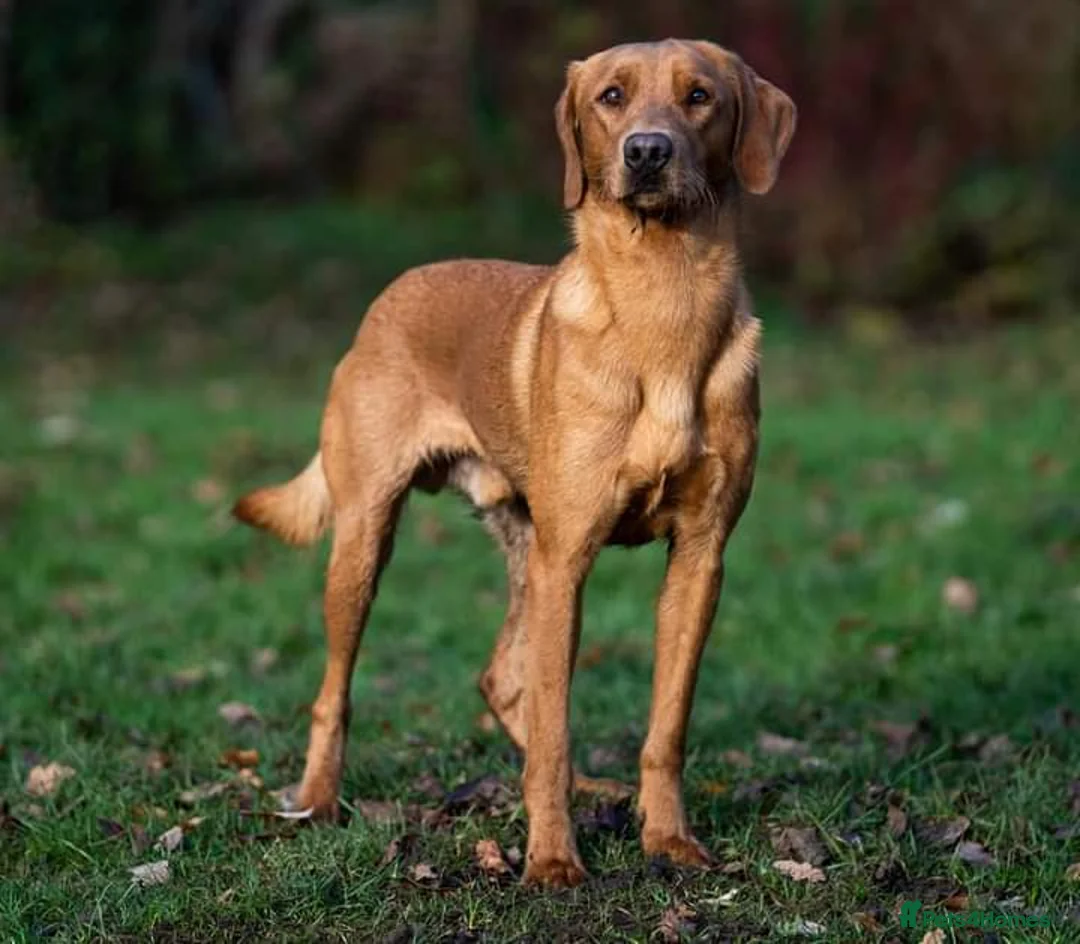 Labrador Retriever dogs for stud: Fully health checked, kc reg,  labrador stud in Newark - Advert 4