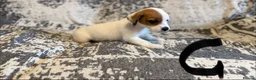 Jack Russell dogs for sale: Jack Russel puppies in Manchester - Advert 8