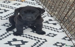 Labrador Retriever dogs for sale: KC Labrador puppies #READY TO LEAVE# - Image 18