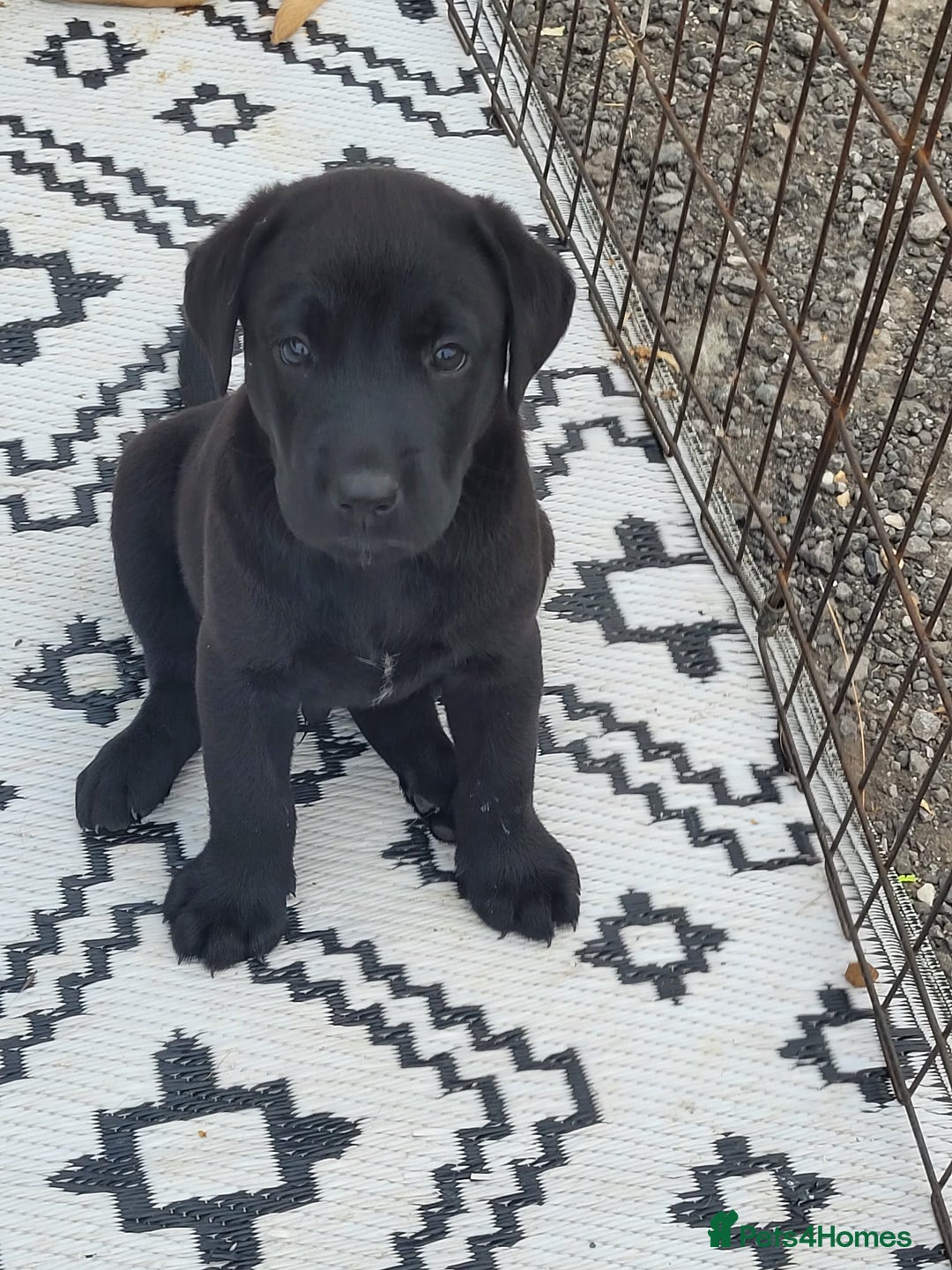 Labrador Retriever dogs for sale: KC Labrador puppies #READY TO LEAVE# - Image 18