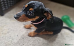 Mixed Breed dogs for sale: Jack russell x miniture dachshund pups in Porth - Image 1