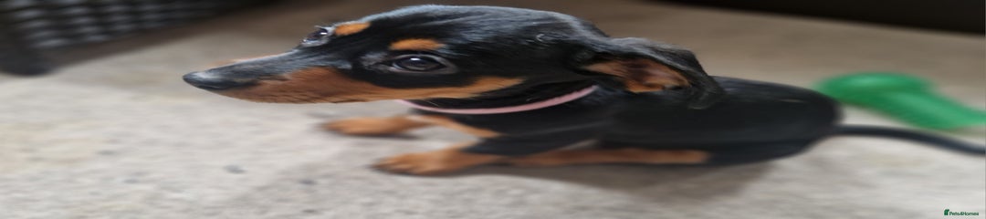 purple puppy (Roxie)