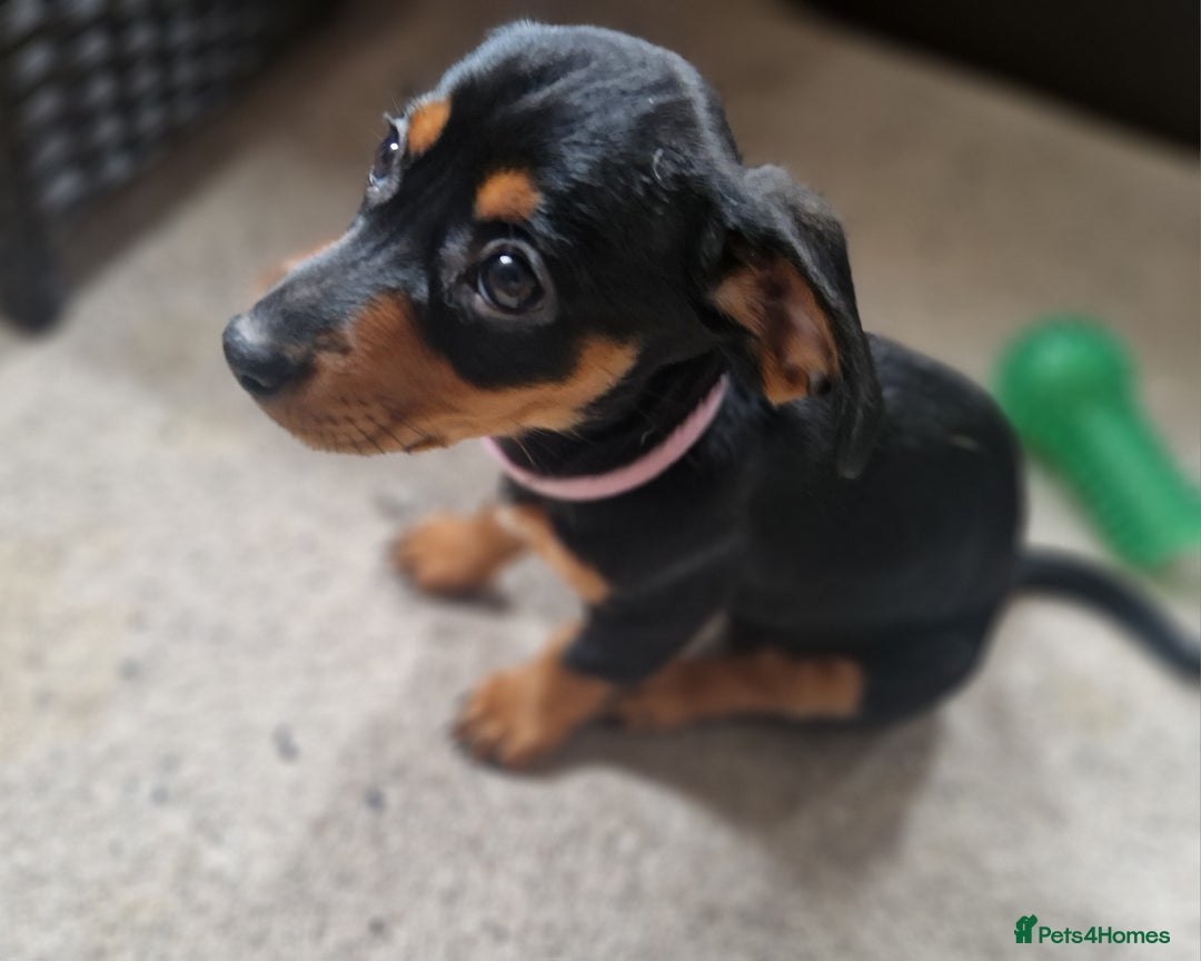 Mixed Breed dogs for sale: Jack russell x miniture dachshund pups in Porth - Image 1