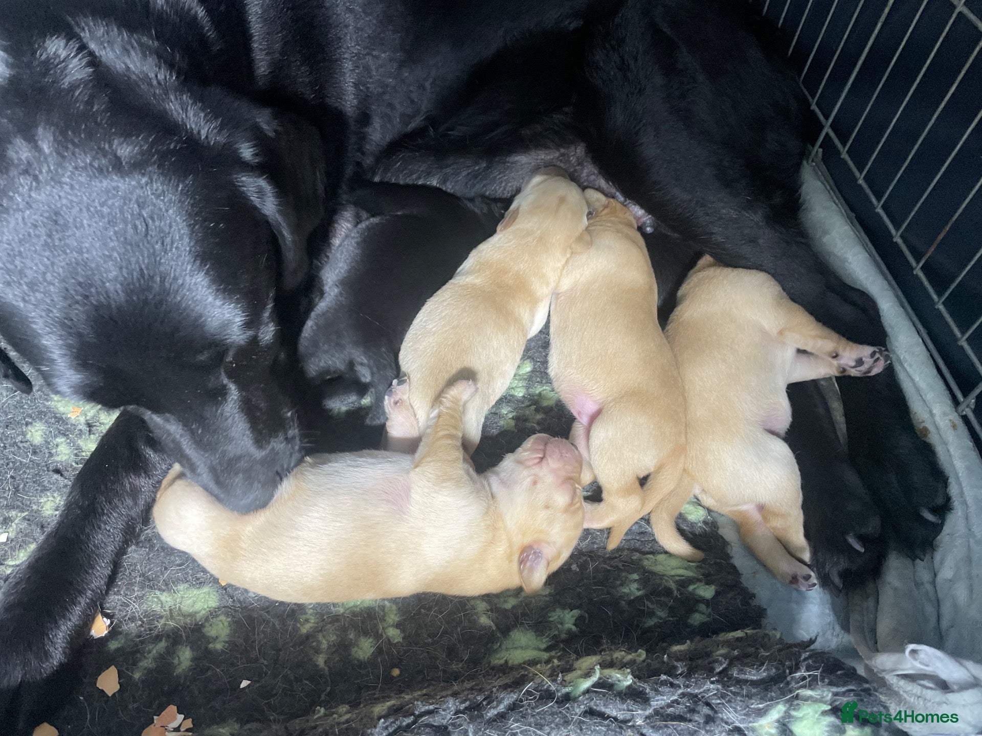 Labrador Retriever dogs Stunning Labradors for sale  - Advert 1