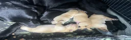 Labrador Retriever dogs for sale: Stunning Labradors for sale  - Advert 1