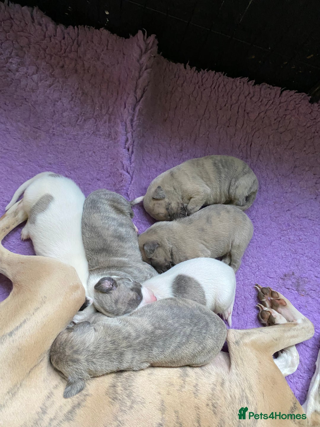 Whippet dogs for sale: Beautiful Pedigree Whippet Puppies - Advert 19