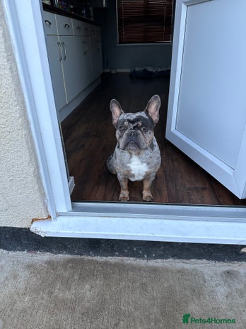 French Bulldog dogs in Arlesey - Advert 8
